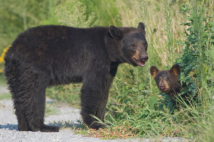  Black bears. Photo Shutterstock