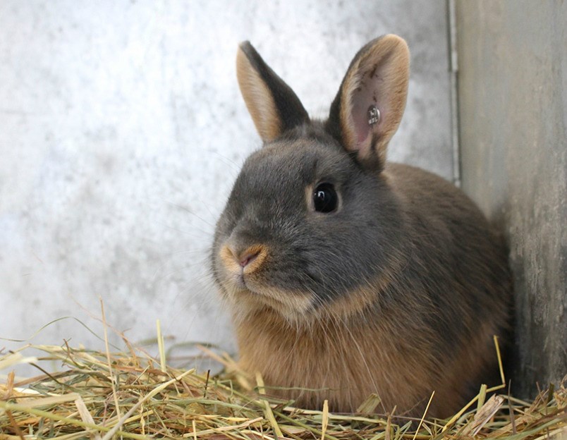  There has been no sign of Rabbit Hemorrhagic disease at the Coquitlam Animal Shelter and all steps are being taken to protect the rabbits, including inoculation with a vaccine, according to staff.