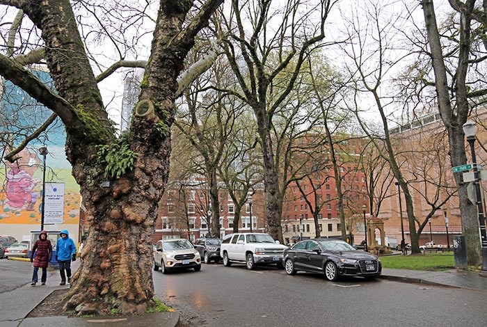  A London Planetree planted in 1880