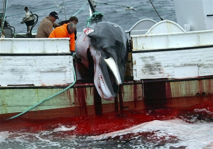  In this Saturday, Aug. 23, 2003 file photo, a whale is hauled on a fishing boat after it was killed in the Atlantic Ocean, off the west coast of Iceland. A whaling company in Iceland is preparing its fleet to bring the commercial hunting of fin whales back to the country. Whaling company Hvalur hf (Whale Inc.) said Tuesday, April 17, 2018 it is readying its two vessels for the 100-day whaling season that starts in June. Fin whale hunting stopped in Iceland in 2015, when Japanese authorities refused to import Iceland‚Äôs catch because of insufficient research about health code requirements.(AP Photo/Adam Butler, File)