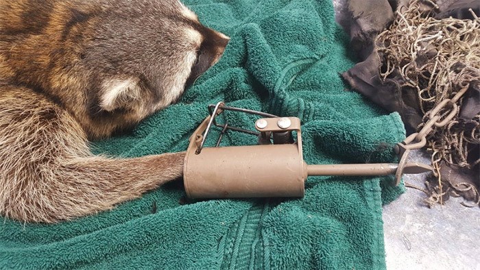  A raccoon that had its paw caught in a trap in Burnaby has been euthanized.   Photograph By Contributed