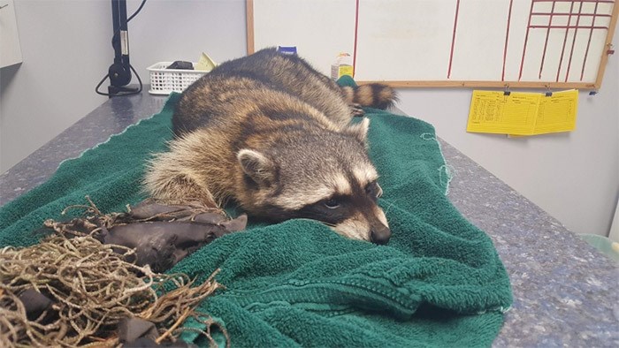  A raccoon that had its paw caught in a trap in Burnaby has been euthanized.   Photograph By Contributed