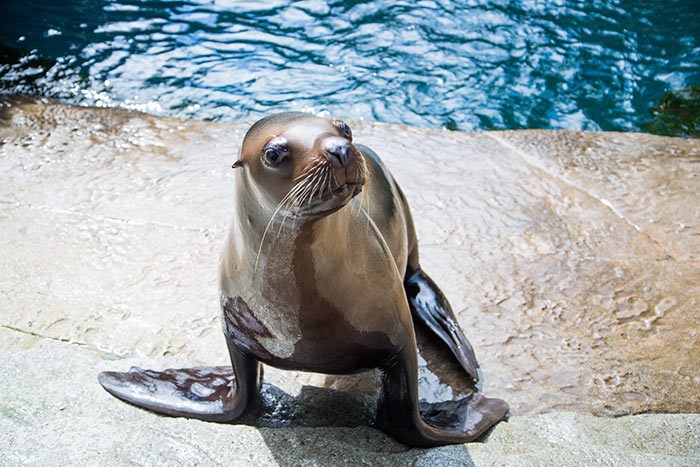  Stellar Sea Lion. Photo: Vancouver Aquarium