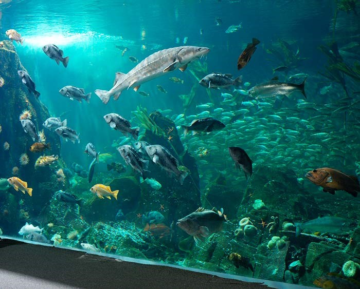  Strait of Georgia. Photo: 鶹ýӳAquarium