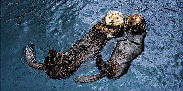  Photo: Vancouver Aquarium