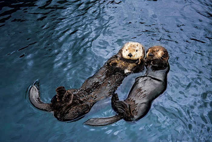  Tanu and Katmai. Photo: Vancouver Aquarium