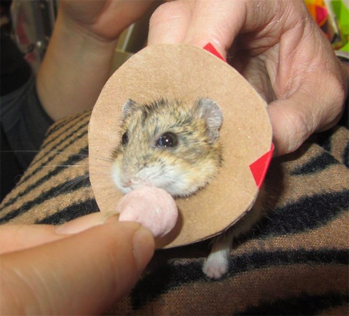  A dwarf hamster named 