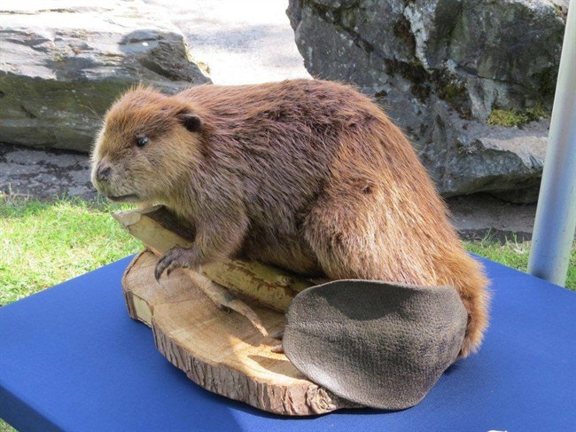  Justin Beaver, a full-sized, stuffed beaver, used by naturalists during educational programs in parks across the Fraser Valley Regional District, east of Vancouver, is shown in a handout photo. The teaching tool has vanished from a park in British Columbia, and educators working there hope the fluffy stuffie will be returned. THE CANADIAN PRESS - Photo Fraser Valley Regional District