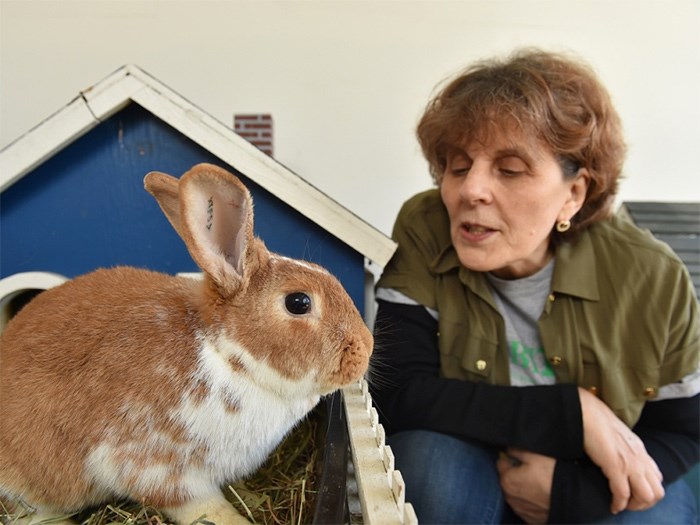 Rabbitats Rescue Society founder Sorelle Saidman with some of the rabbits currently being housed at Urban Pets in Marpole. The society has had to take extra precautions with its rescues after rabbit hemorrhagic disease spread from Vancouver Island to the Lower Mainland. Photo Dan Toulgoet