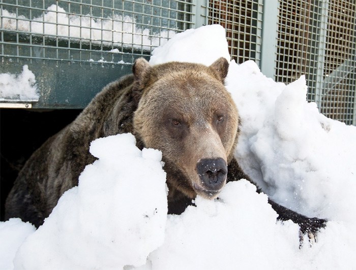  One of Grouse's two resident grizzly bears explores its surroundings for the first time after hibernating for 153 days. photo supplied Grouse Mountain Resorts