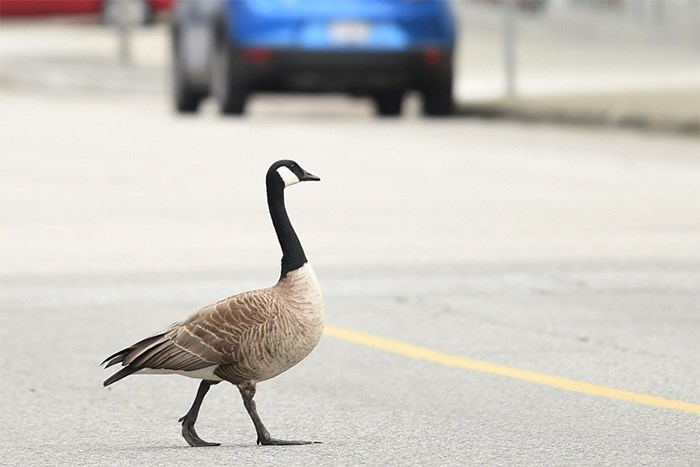  This Canada goose has become a fixture of the 3 Vets parking lot for the past several years. Photo Dan Toulgoet