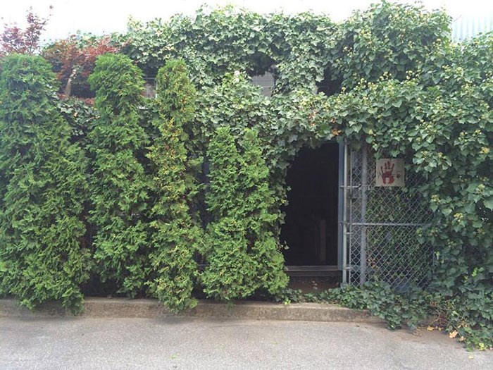  Jay's ivy covered studio is the first stop on the ROVE map this year.