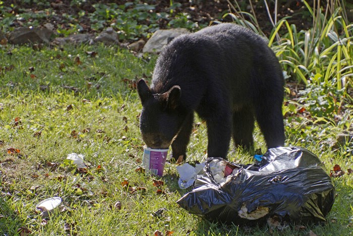  What happens when you don't secure your trash. Photo Shutterstock