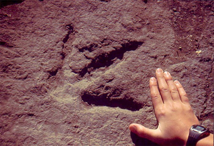  A theropod print. Photo TRMF