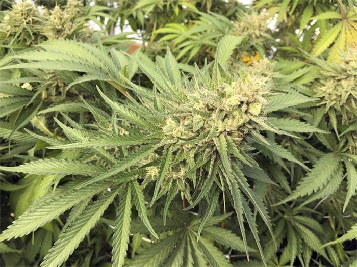  A marijuana plant is seen before harvesting at a rural area near Corvallis, Ore. on Sept. 30, 2016. THE CANADIAN PRESS/AP/Andrew Selsky