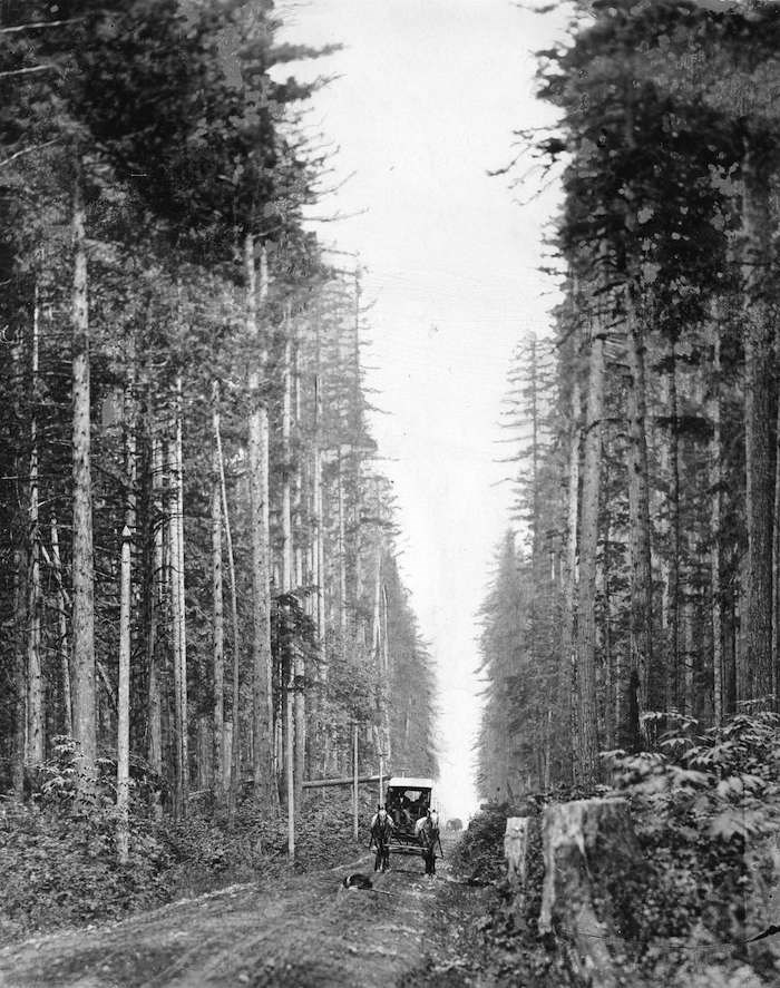 Photograph shows North Arm Road (Granville Street) looking north and a horse-drawn Royal Mail coach circa 1895 (Vancouver Archives)