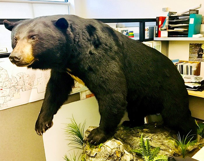  This suspected “garbage” bear — struck by a car off Chilko Drive in Coquitlam, in October 2016, and euthanized two days later — will be on permanent display in the lobby of Coquitlam city hall as early as next week.   Photograph By CITY OF COQUITLAM