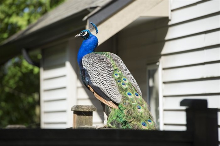  A peacock sits on a fence in Surrey, B.C., Wednesday, May, 2, 2018. Peacocks in a Surrey neighbourhood are now roaming the streets after someone cut down a tree that they used as a perch and home. THE CANADIAN PRESS/Jonathan Hayward