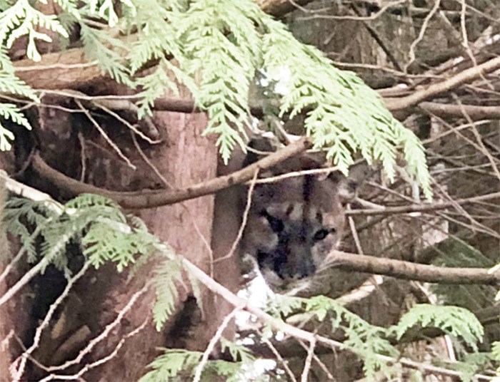  Several residents reported seeing a cougar around homes on the western side of Lynn Creek. photo supplied Ben Andrew