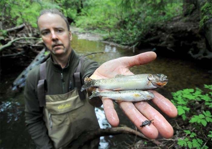  Ron den Daas shows off some dead cutthroat trout he discovered in Mackay Creek on Sunday. photo Mike Wakefield, North Shore News