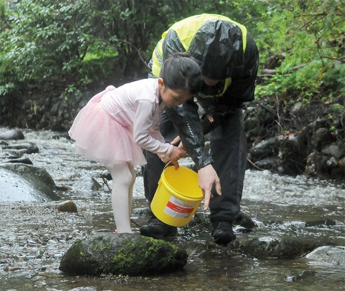  Five-year-old Urara Nakamori prepares to release coho smolt into McDonald Creek, part of the West Vancouver Streamkeeper Society’s Adopt-a-fish program in partnership with the Coho Society of North Shore. photo Mike Wakefield, North Shore News