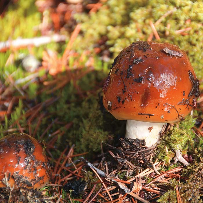  Macrofungi on the West Knob. (Photo by Stephen Hui)