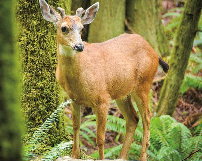  Black-tailed deer, spotted from the Colvin Creek Trail. (Photo by Stephen Hui)