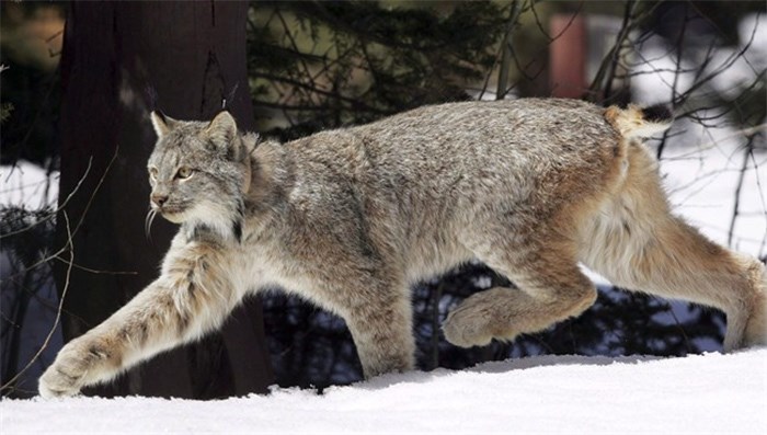  A Canada lynx heads into the Rio Grande National Forest after being released near Creede, Colo., April 19, 2005. New reseach suggests that even underground oilsands mines have profound effects on the forest community above it. THE CANADIAN PRESS/AP/David Zalubowski