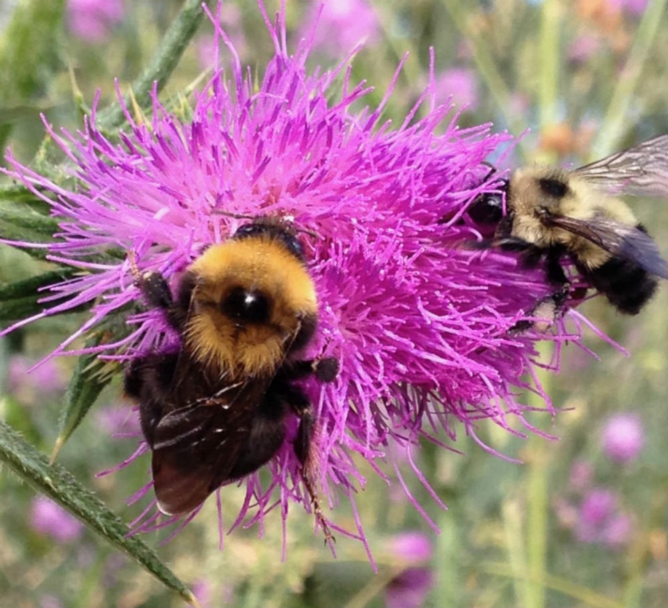  Bumblebees - Photo Erin Udal