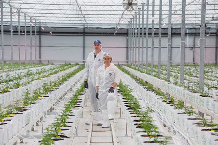  Greenhouse owner and B.C. Tweed president Victor Krahn is pictured with Hilary Black, Canopy’s director of patient education and advocacy.