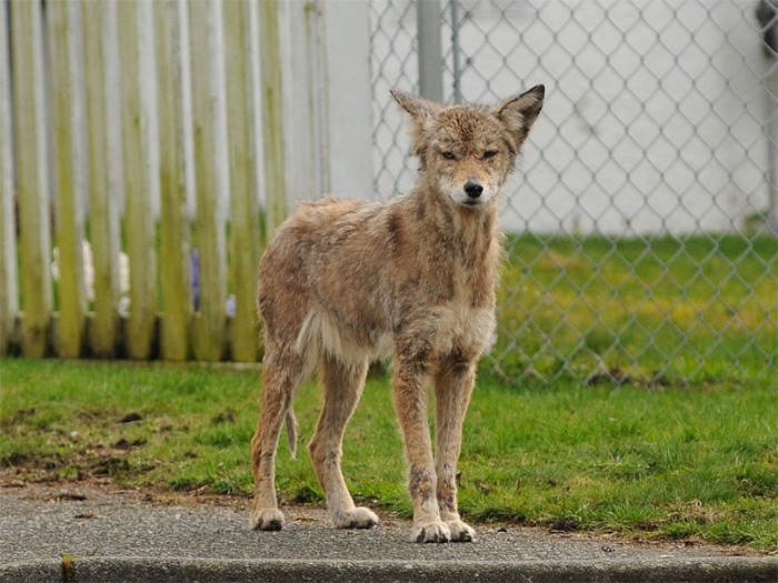  Springtime is birthing season for coyotes, and that means increased sightings across the city as mothers venture out from their dens in order to seek food for their new pups. Photo Dan Toulgoet