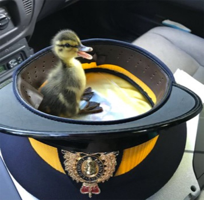  A duckling rescued from Highway 1 after its mother was killed sit in the forage cap of Const. Jonathan Gillis who transported the unfortunate bird to the Wildlife Rescue Association.
