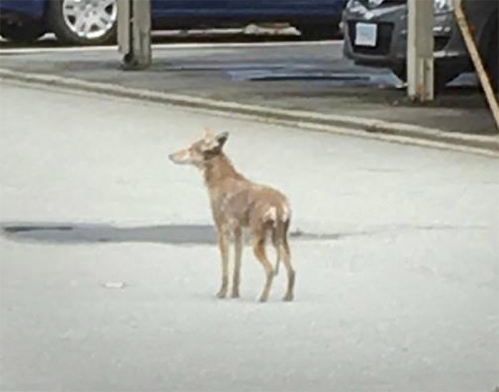  A coyote was destroyed after attacking a three-year-old boy in the Sperling-Broadway neighbourhood of Burnaby Tuesday.