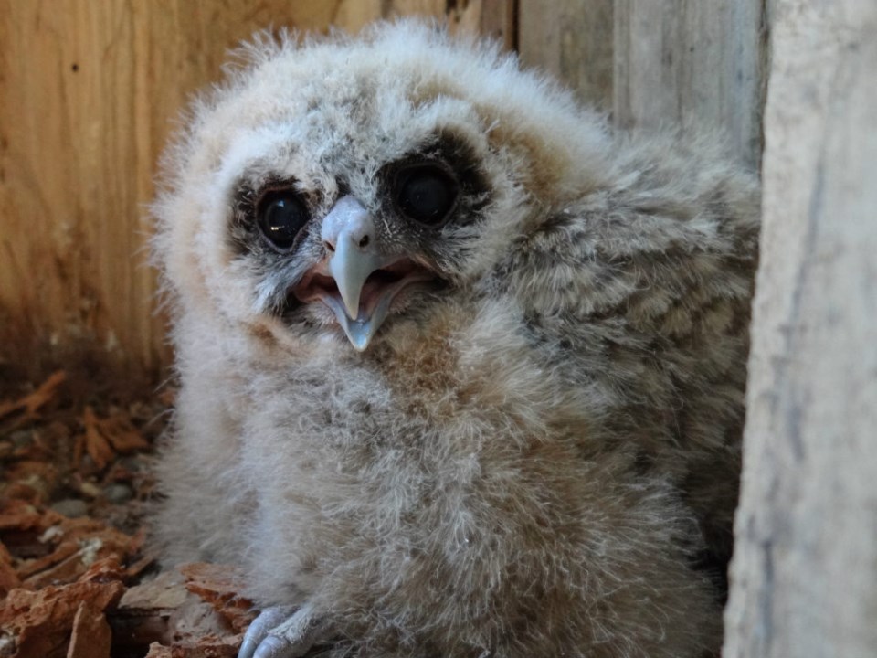  Photo Northern Spotted Owl Breeding Program