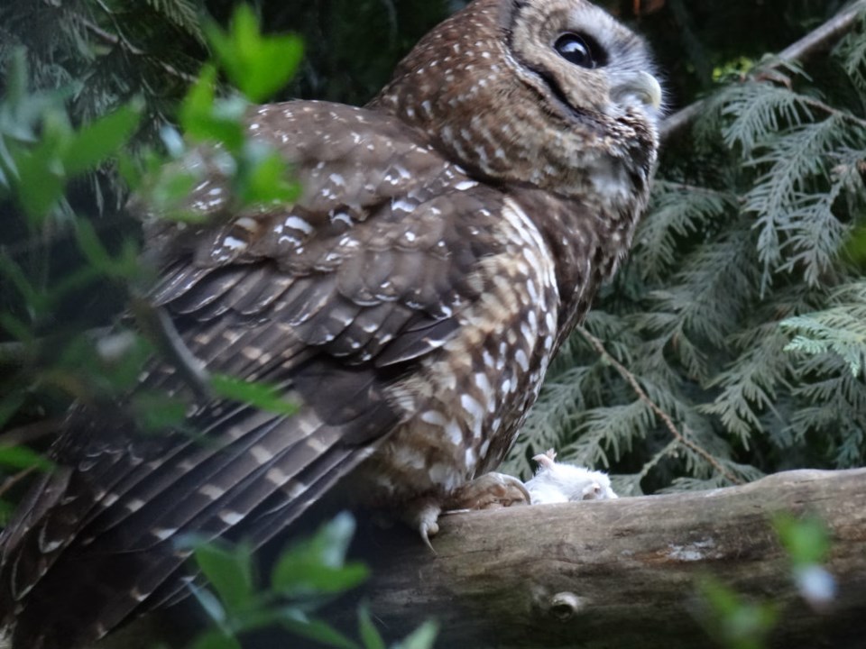  Photo Northern Spotted Owl Breeding Program