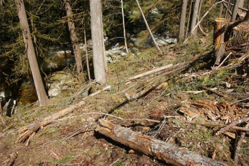  A photo showing an area where ELF claims trees have been cut too close to a stream in the Chapman watershed.