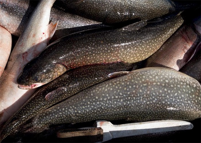  This May 22, 2017 photo shows lake trout with tags kept in a container after being removed from Yellowstone Lake in Yellowstone National Park. A detailed study of how climate change will affect fish stocks in Canada and the U.S. concludes dozens of species are moving hundreds of kilometres away from their normal range. THE CANADIAN PRESS/AP-Mark Davis/The Powell Tribune via AP