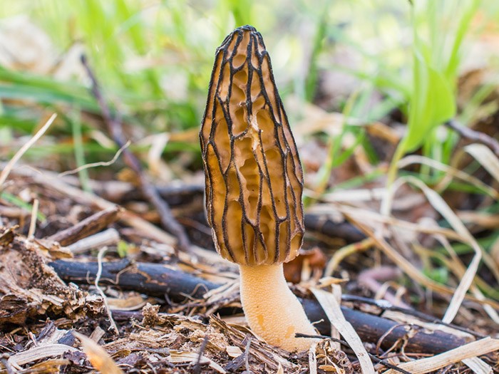  Morel mushroom. Photo Shutterstock