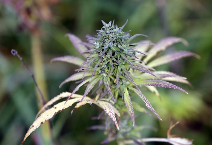  This Tuesday, Oct. 10, 2017 photo shows hemp plants in a field at the University of Virginia Wise in Wise, Virginia. As marijuana farmers in Oregon say a flood of supply is killing their businesses less than three years after recreational cannabis was legalized, economists say it's a warning to Canada. THE CANADIAN PRESS/AP-Steve Helber