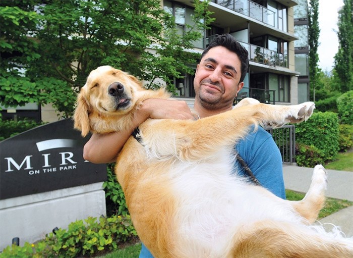  Parham Esfahani lifts his two-year-old golden retriever Zoey in celebration. Esfahani has won a dispute with his strata council, who said Zoey would be in violation of their bylaw forbidding large dogs once she grew out of puppyhood. Photo Paul McGrath, North Shore News