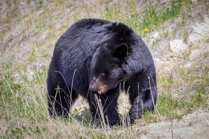  A black bear is seen in this undated handout photo. Parks Canada confirms that a dog did not survive an encounter with a bear on Wednesday evening after escaping from a car which had pulled over on the side of the road to view the bear. THE CANADIAN PRESS/HO, Valerie Domaine, Parks Canada