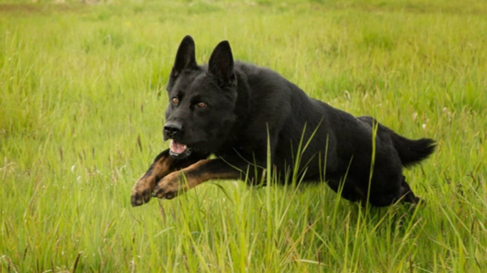  Photo Nanaimo RCMP