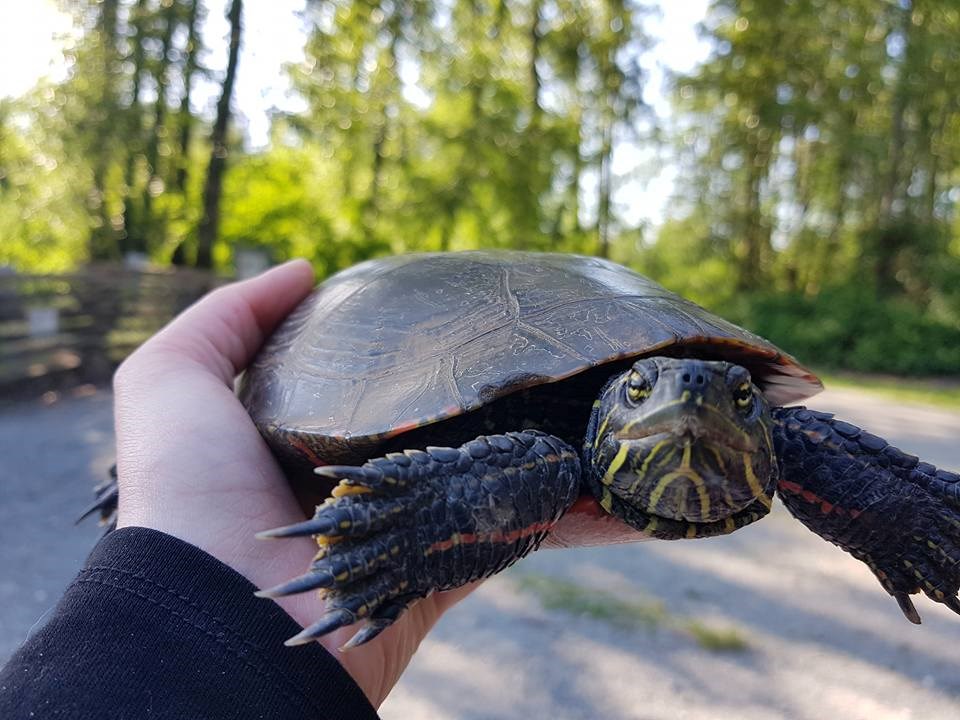  The painted turtle gets its name from the red markings on its shell and yellow stripes 