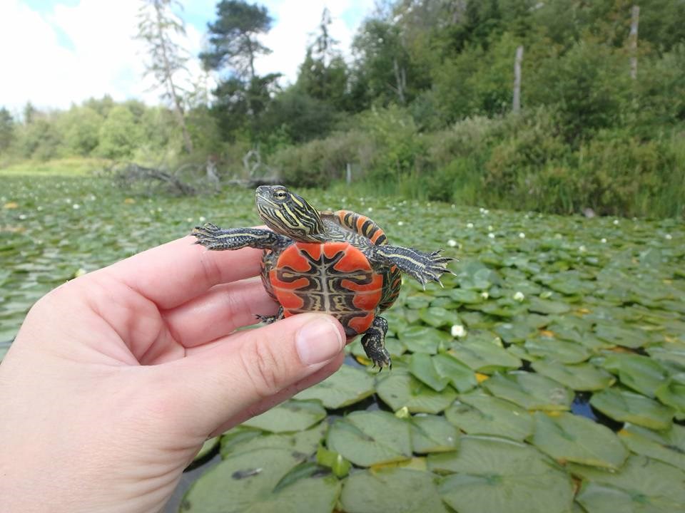  Photo: Coastal Painted Turtle Project.