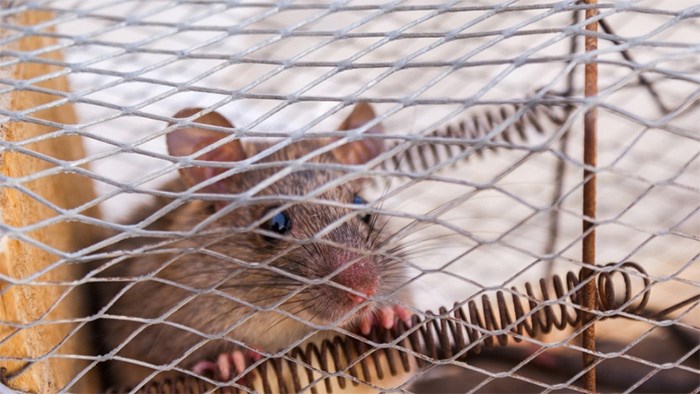  Wildlife and animal protection groups are asking people to stop using glue traps to catch rodents. According to the Wildlife Rescue Association of B.C. and the B.C. SPCA, the traps can also catch wildlife and even pets inadvertently.