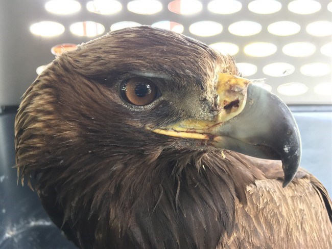  This young eagle was rescued Sunday by two RCMP officers on B.C.’s central coast. The bird was found with a broken wing and in distress along a creek before being scooped up by officers. THE CANADIAN PRESS/HO-RCMP