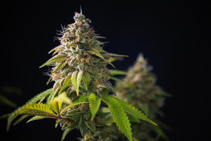  Cannabis plant/Shutterstock