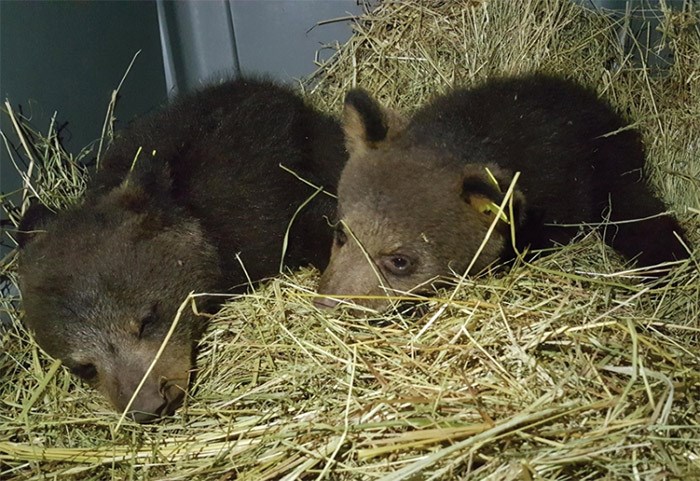  Two bear cubs now undergoing rehab at the Critter Care Wildlife Society in Langley. photo supplied, Critter Care