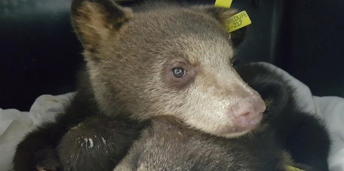  One of two North Vancouver bear cubs now undergoing rehab at the Critter Care Wildlife Society in Langley. photo supplied, Critter Care