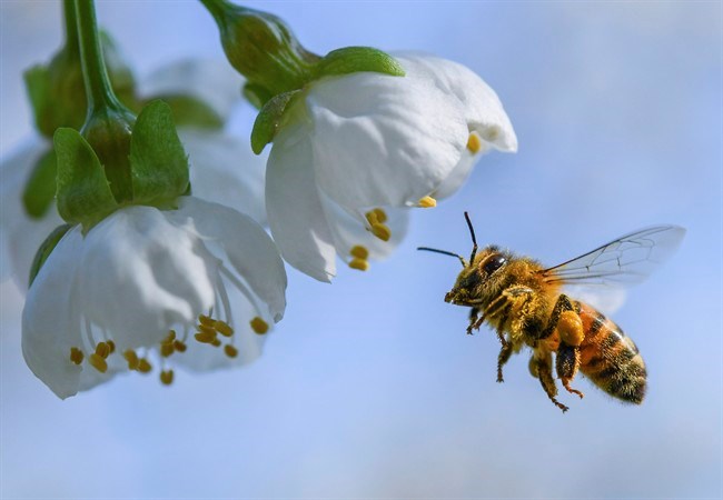  A honeybee flies towards a cherry tree blossom in Markendorf, Germany, Thursday, April 19, 2018. Health Canada still proposes to phase out most outdoor and agricultural uses of a common pesticide even though a recent study found bees are only affected by the substance in certain circumstances. THE CANADIAN PRESS/AP-Patrick Pleul/dpa via AP